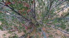 Dodonaea viscosa angustissima