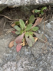 Micranthes petiolaris