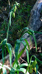 Fritillaria affinis