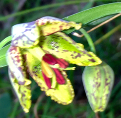 Fritillaria affinis