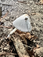 Lanatulae