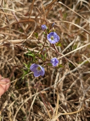 Veronica gracilis