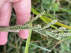 Paspalum pubiflorum