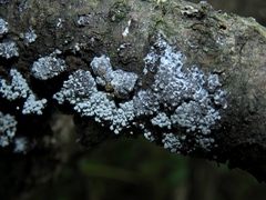 Physarum diderma