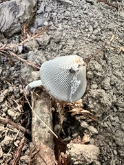 Lanatulae