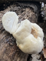 Hericium erinaceus