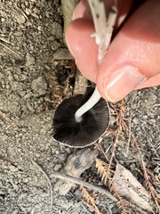 Lanatulae