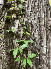 Bignonia capreolata
