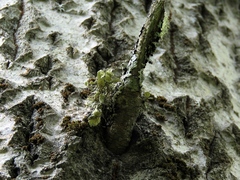 Ramalina sinensis