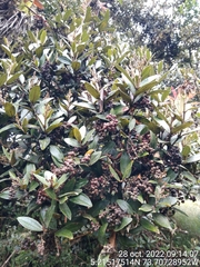 Miconia squamulosa