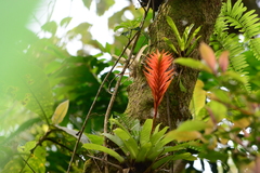 Vriesea erythrodactylon