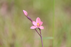 Thelymitra rubra