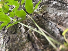 Bignonia capreolata