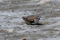 Charadrius ruficapillus