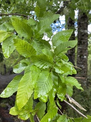 Nothofagus alpina