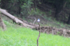 Tachycineta albiventer