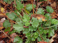 Heuchera micrantha