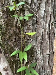 Bignonia capreolata