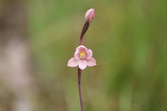 Thelymitra rubra