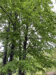 Nothofagus alpina