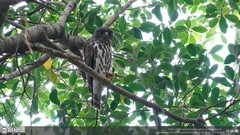 Ninox japonica