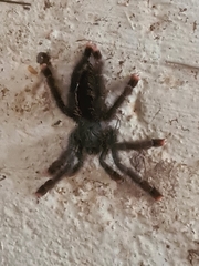 Avicularia