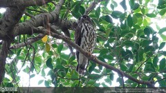 Ninox japonica