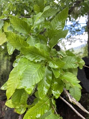 Nothofagus alpina