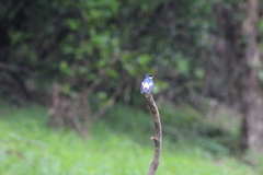 Tachycineta albiventer