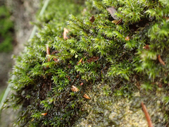 Racomitrium lawtonae