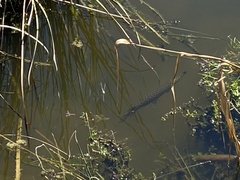 Lepisosteus oculatus
