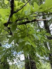Nothofagus alpina