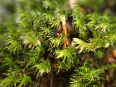 Racomitrium lawtonae