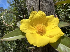 Hibbertia scandens