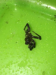 Antrodiaetus pacificus