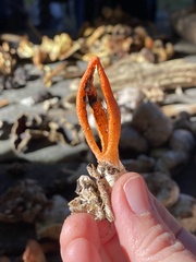 Pseudocolus fusiformis