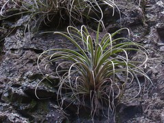 Tillandsia parryi