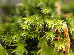 Racomitrium lawtonae