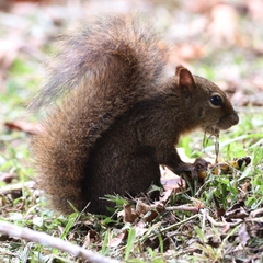 Sciurus aestuans