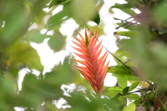 Vriesea erythrodactylon