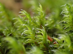 Racomitrium lawtonae