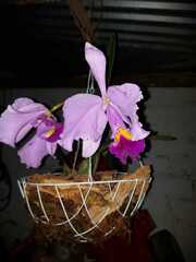 Cattleya trianae