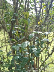 Viburnum tinoides