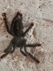 Avicularia