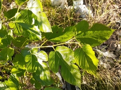 Morus nigra