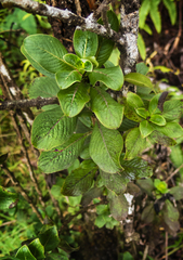Coprosma ochracea