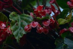 Begonia radicans