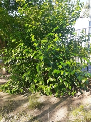 Morus nigra