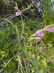 Gladiolus gueinzii