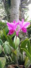 Cattleya trianae